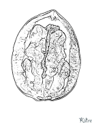 walnut colling මුද්‍රණය කළ හැකි වර්ණ පිටු